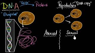 Reproduction DNA sexual amp asexual  How do organisms reproduce  Biology  Khan Academy [upl. by Stelu]