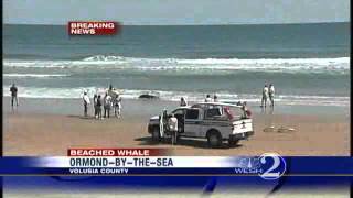 Pygmy Whale Beaches On OrmondByTheSea Shoreline [upl. by Htaras]