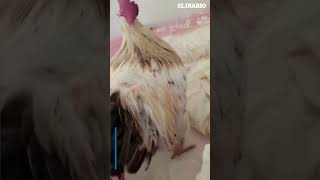 Mi gallo es mi alarma humor gallos alarmas lyrics [upl. by Darken173]