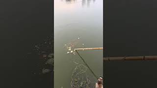 fishing fishingwithnet carpfishing netfishing bassfishing castnetfishing fish netfish [upl. by Nylorahs631]