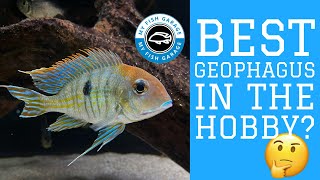 Best Geophagus in the hobby [upl. by Ayidan645]