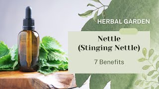 7 Health Benefits of Nettle Stinging Nettle [upl. by Nissie]