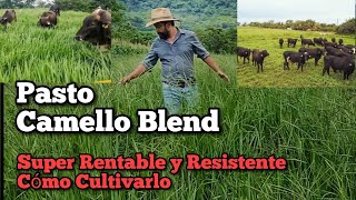 Pasto Camello Blend el más rentable y resistente cómo Cultivarlo [upl. by Notlok364]