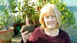 Amorphophallus konjac  Flowering Size At Last [upl. by Saleem]