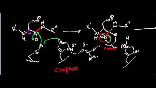 Biochemistry  Protease Mechanisms Part 23 [upl. by Ayouqes]