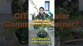 Comment hiverner un citronnierle citron caviar en hiver jardin plant citron citronella hiver [upl. by Enihsnus]