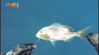 WILD SPEARS  Mediterranean Spearfishing  Lebanon  Episode 7  HD [upl. by Garda]