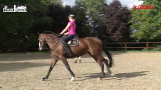 Training mit Markus Beerbaum Teil 2 [upl. by Anceline]