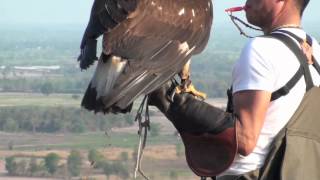 Golden Eagle Training 5th Week Practicing [upl. by Tshombe474]