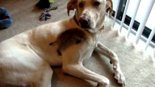 Prairie dog playing with lab [upl. by Wandie790]