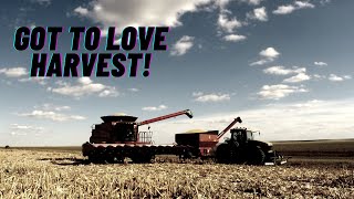 Irrigated Corn Harvest 2022 part 2 With 7130 Case IH Combine [upl. by Nitsyrc]