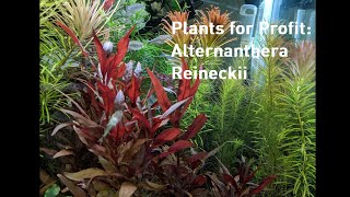 Plants For Profit Alternanthera Reineckii [upl. by Middendorf]