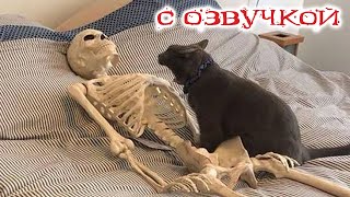 Приколы с котами с озвучкой Смешные коты Самые Смешные животные Тест на психику [upl. by Eirrac237]