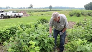 Summer Pruning of Black Raspberries  Indiana Berry [upl. by Matazzoni600]