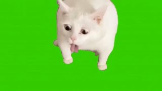 White Cat throwing up green screen meme [upl. by Nnaarat]