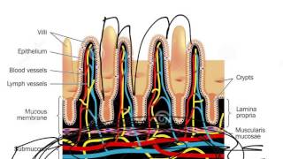 Microvilli [upl. by Nilcaj]