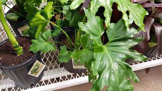 Hope Philodendron Plant Care Donna Joshi [upl. by Herbert]