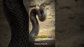 Fact 044 Inland TaipanNatures Silent Assassin The Worlds Venomous Snake [upl. by Halsy]