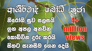 Ashirwada Bodhi Puja  ආශිර්වාද බෝධි පුජා [upl. by Atsedom]