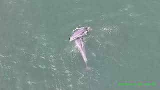 Dolphins On Galway Bay Having A Whale Of A Time [upl. by Carmela]