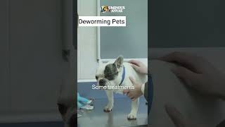 How to Deworm Your Pets Safely [upl. by Fenn]