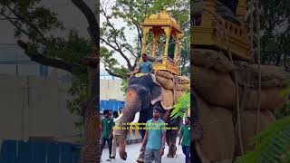 Mysuru Dasara 2024 Elephant talim Dhanajaya elephant carrying wooden howdah Ambari to Bannimantap [upl. by Ardnuahc]