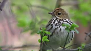 Birdsday Thursday Ovenbird [upl. by Ihcalam]