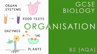 ORGANISATION  GCSE Biology AQA Topic B2 [upl. by Eetnwahs635]