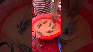 ⚡⚡ Cockroach fry Making Process⚡⚡ shorts telugufoodie esangathulu streetfood foodie omelette [upl. by Davine674]