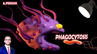 Phagocytosis 3D immune system  Ahmed FEKKAK [upl. by Hgielram756]