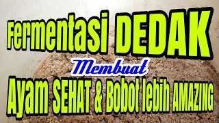 WAJIB TAU Cara Fermentasi Dedak Untuk Pakan Ayam [upl. by Retsevel]