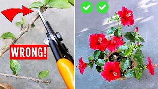 SEE How To Prune Hibiscus PERFECTLY  DOS amp DONTS [upl. by Revell]