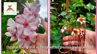 Strophanthus gratus vs Strophanthus preussii melati jenggot [upl. by Corilla]