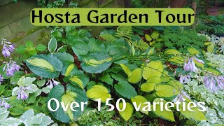 Epic Hosta Garden Tour 2024🍃🌿 LOTS of Stunning Hosta Varieties 🍃 [upl. by Matheson632]