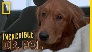 A Family’s Plea for Ozzy  The Incredible Dr Pol [upl. by Aekan]