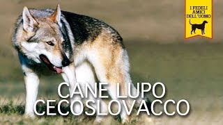 CANE LUPO CECOSLOVACCO trailer documentario [upl. by Karolyn]