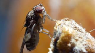 Fruit fly grooming itself on apple UK [upl. by Granny]