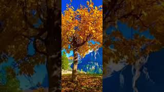 AUTUMN IN BERNER OBERLAND AND SWISS 🫕 [upl. by Lymann]