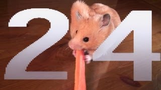 Learning Numbers 1 2 3 4 5 6 in English with Emma the Hamster  1 minute voice [upl. by Dermot684]