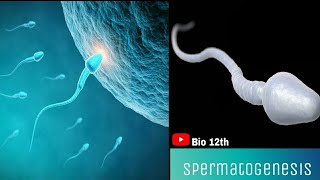 SPERMATOGENESIS animation [upl. by Atiuqer]