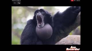 Screaming gibbon monkey [upl. by Awad]