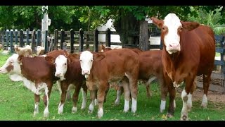 Cría de ganado Simmental para la producción de Leche  TvAgro por Juan Gonzalo Angel [upl. by Casta]