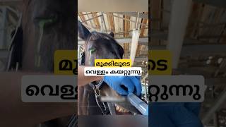 കരയുന്ന കുതിര nasolacrimal duct flush malayalam shorts [upl. by Ettenajna693]