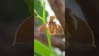 Prosthechea livida [upl. by Isyed]