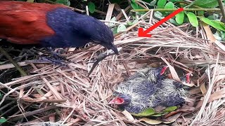 Greater coucal bird brings carnivorous baby foodbirds [upl. by Ciccia]