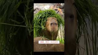 看水豚可可愛愛地吃草 capybara animals 吃播卡比巴拉 水豚 可愛 吃貨 funny cute cutebaby 卡皮巴拉 shorts [upl. by Lleznov925]