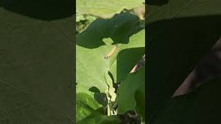 do atangvadi pakad liyai😱🤣🤣 Brown tail moth  khajura [upl. by Timotheus790]