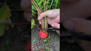 Cut of radis vegetables gardening farming [upl. by Einobe]