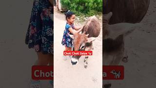 Cow Shorts New 🐄  Gaiya Wala🐮  Ranjan Pandey  shorts gaiyawalababa animal gaay youtubeshorts [upl. by Llertnahs]