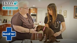 Vet Helps Poor Puppy That Had Painful Gastroenteritis  Bondi Vet X PAW By Blackmores [upl. by Hazlip]